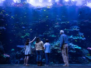 Das Atlanta-Aquarium