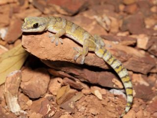 Faszinierende Tierwelt mit Coyote Peterson