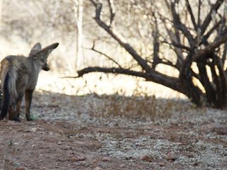 Die Superkräfte der Tiere