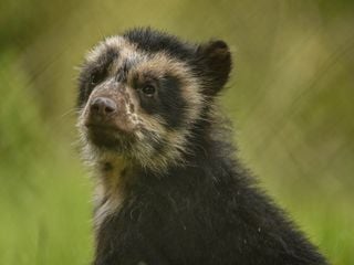 Bronx Zoo - Tierpark der Superlative