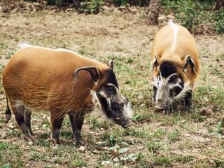 Bronx Zoo - Tierpark der Superlative