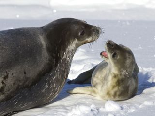 Animal Super Parents - Tierische Familienbande