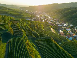 Die wunderbare Welt des Weingartens