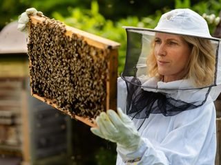 Das Ende der Insekten?