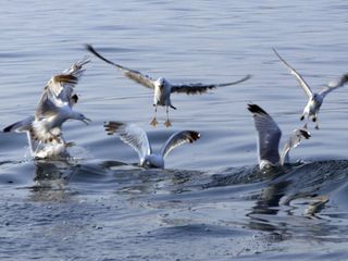 Bodensee - Wildnis am großen Wasser