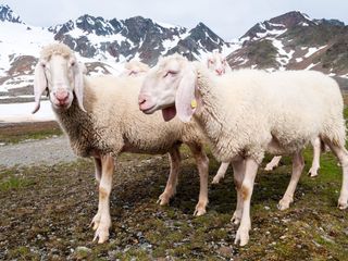 Vom Wildtier zum Haustier - Wie Tiere zur Familie wurden