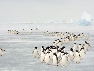 Pinguine - Eine faszinierende Familie