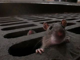 Das erstaunliche Leben der Ratten - Unterwegs in Rat City