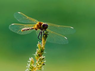 Faszination Fliegen