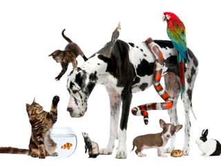 Cat Vs. Dog - Die Tiertherapie