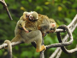 Bronx Zoo - Tierpark der Superlative