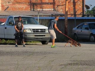 Pitbulls auf Bewährung