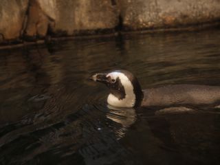 Das Atlanta-Aquarium