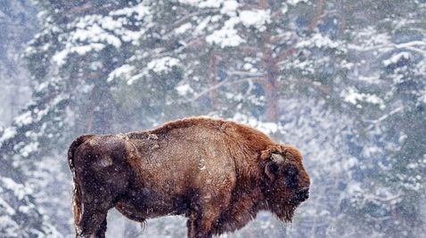 Weihnachten in der Wildnis