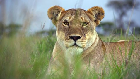 Serengeti | TV-Programm 3sat