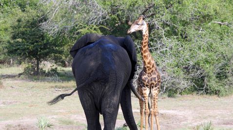 Im Reich der Königselefanten - Das Tembe-Wildreservat in Südafrika
