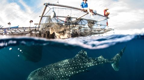 Paradiesinseln: Wild, bizarr und wunderschön