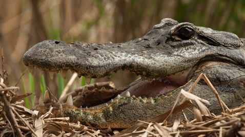 Krokodil vs. Alligator