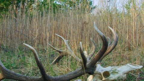 Die Wildnis kehrt zurück