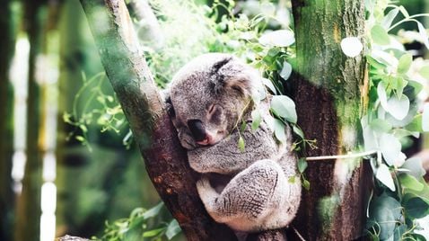 Wildlife Diaries Australien