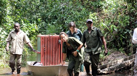 Schimpansen im Kongo mit Jane Goodall