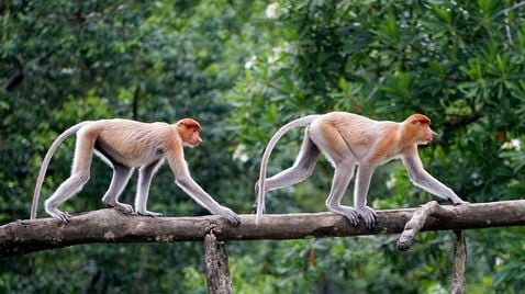 Geheimnisse Asiens - Die schönsten Nationalparks