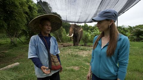Das Elefantenkrankenhaus