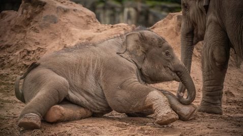 Zoo und so - Tierisch wild!