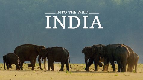 Into the Wild: Indien