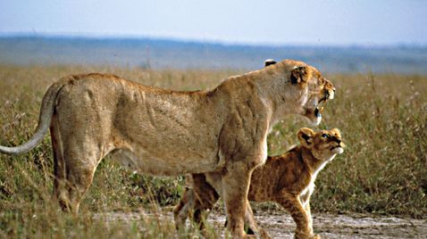 Land der Großkatzen