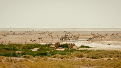 Kalahari: Land der geheimen Allianzen | TV-Programm Sky Nature