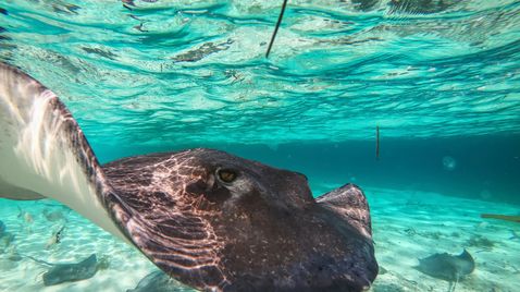 Das Great Barrier Reef - Schatzkiste der Natur