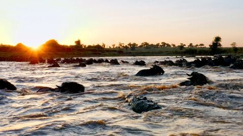 Serengeti - Wilde Geschichten aus der Savanne