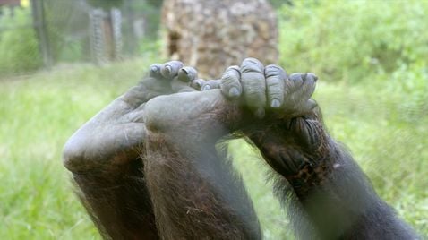 Schimpansen im Kongo mit Jane Goodall