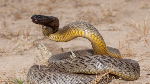 Australiens Schlangen - Giftig und gefährlich