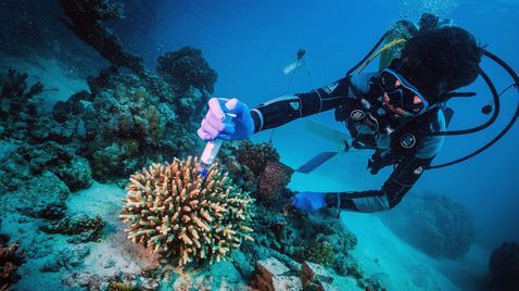 Zauber der Korallenriffe | TV-Programm Arte
