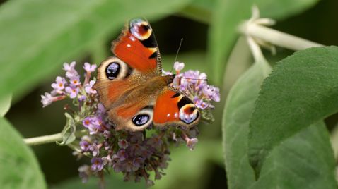 Schmetterlinge!!! - Superhelden der Natur | TV-Programm Arte