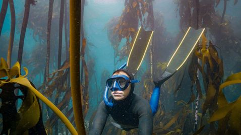 Der Kelpwald - Südafrikas geheimnisvolle Unterwasserwelt | TV-Programm Arte