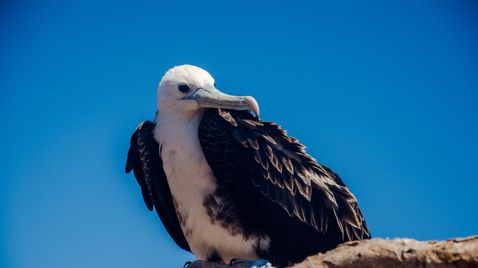 Galapagos | TV-Programm Phoenix