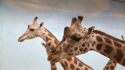 Bronx Zoo - Tierpark der Superlative