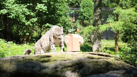 Bronx Zoo - Tierpark der Superlative