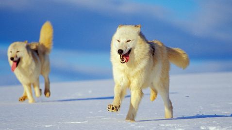 Königreich des Polarwolfs | TV-Programm National Geographic Wild