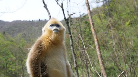 Chinas wilde Königreiche