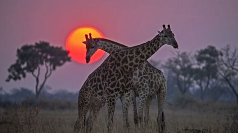 Naturwunder Okawango