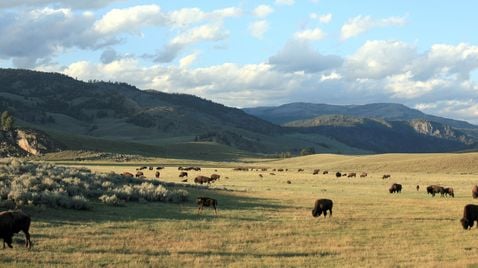 Yellowstone