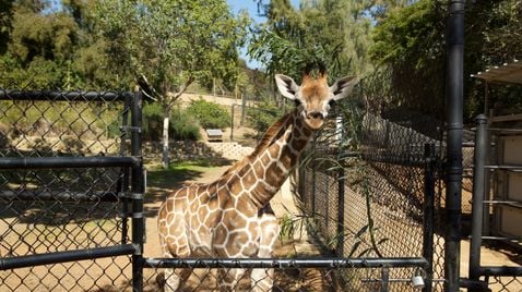 San Diego Zoo