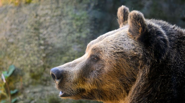 Bronx Zoo - Tierpark der Superlative