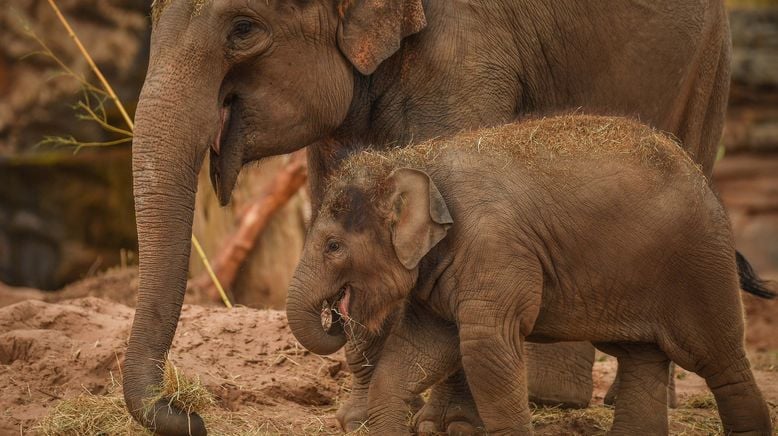 Zoo und so - Tierisch wild!