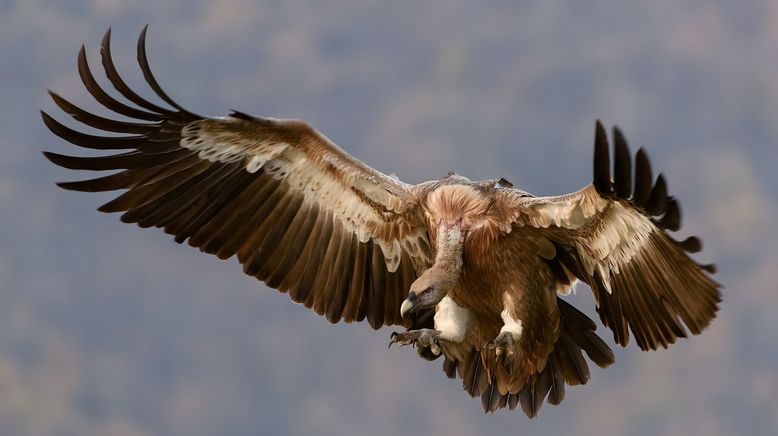 Das andere Spanien - Im Reich der Vögel