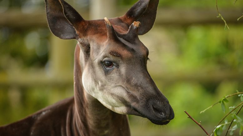 Zoo und so - Tierisch wild!